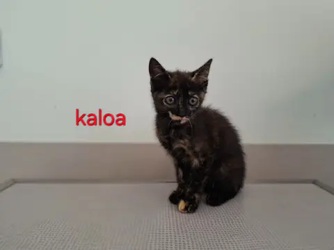 Kaloa