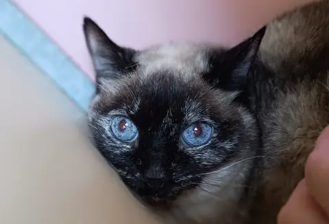 Cacahuette