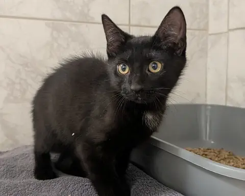 MAIA