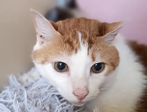 Hercule photo 2