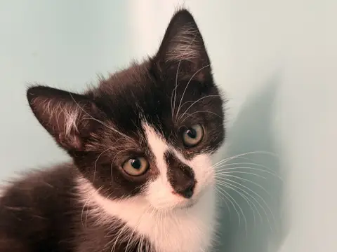 MIMI