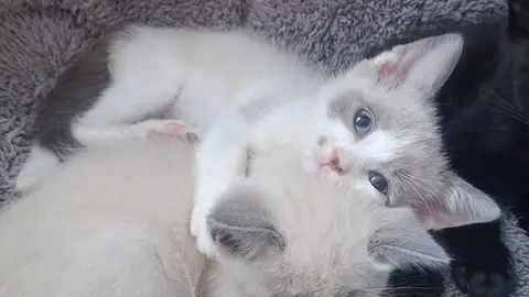 SMOKY a trouvé sa famille
