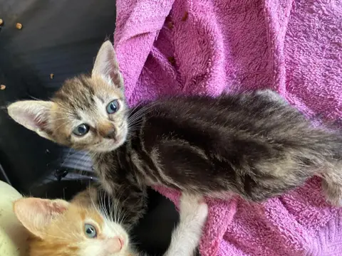 TYLIA photo 2