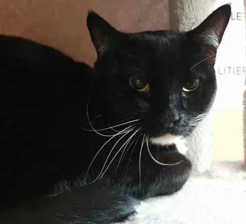 BLAKY CHA