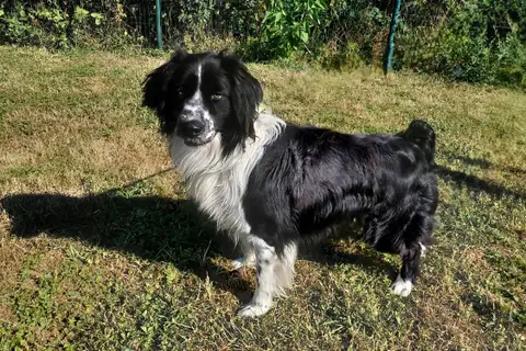 MIKA