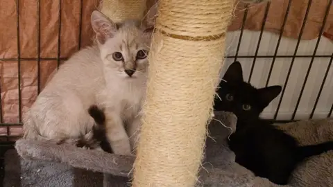 BOUNTY (en cours d'adoption) photo 4