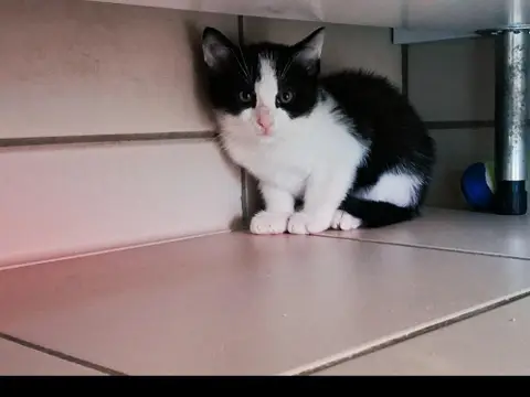 ZAZOO