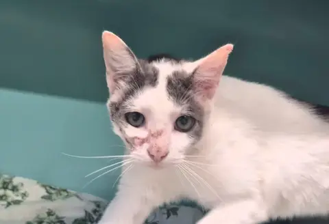 MILO