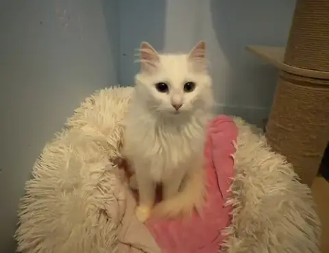 DUCHESSE (réservée)