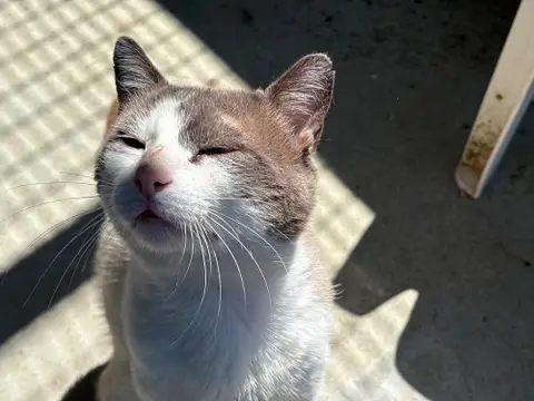 NILO