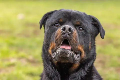KODA CHAO