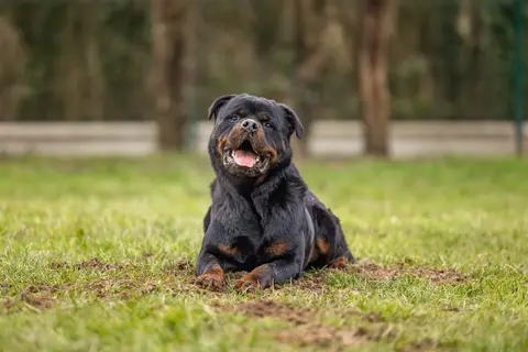 KODA CHAO photo 3