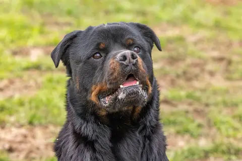 KODA CHAO photo 4