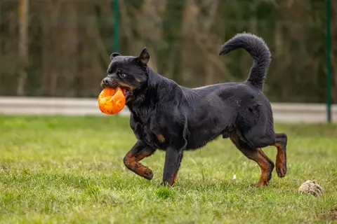 KODA CHAO photo 6
