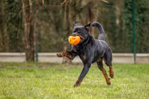 KODA CHAO photo 5
