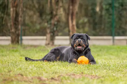 KODA CHAO photo 14