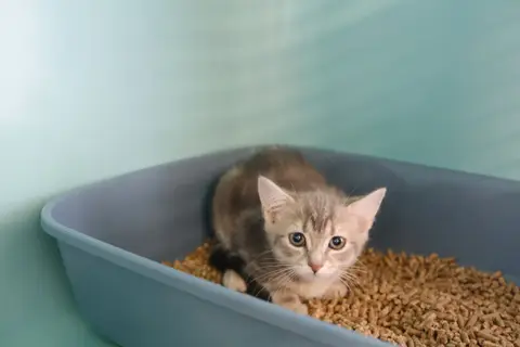 ELCHAT