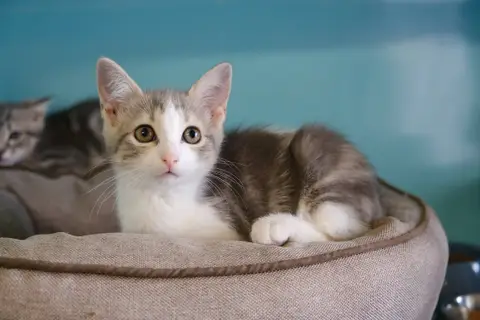ROMIAOU