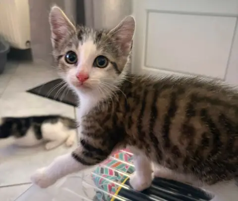 BIBI