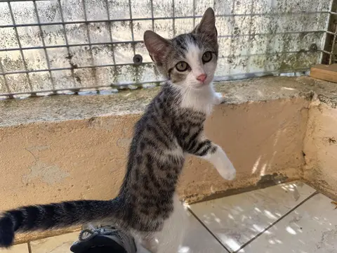 BIBI