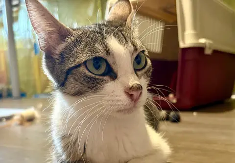 MIMI