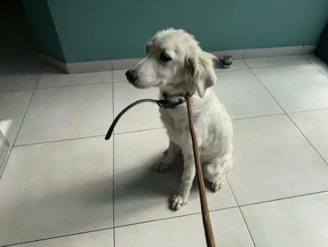 NALA