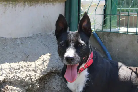 Naya