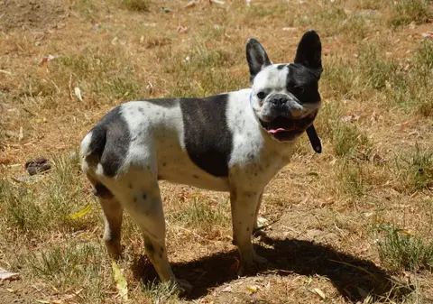BOOBA CHAO photo 2