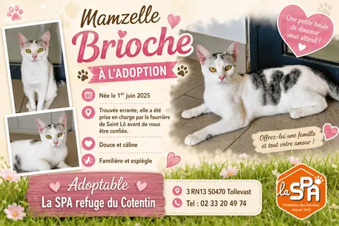 BRIOCHE   réservée