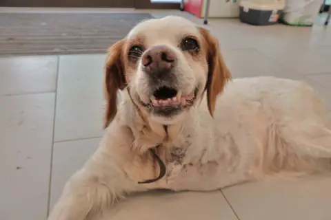Lila