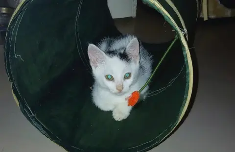 bob
