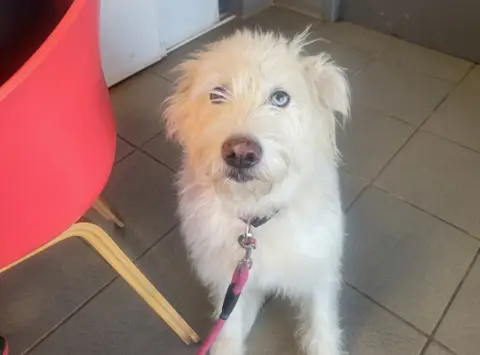 Adopter priska