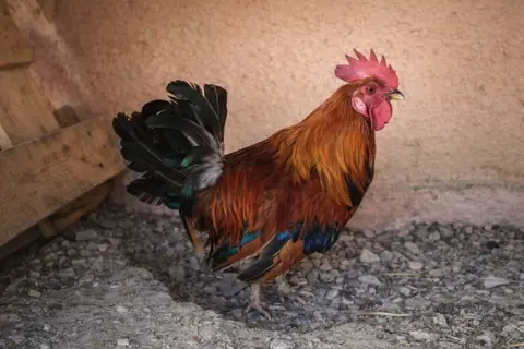 COQLICOT