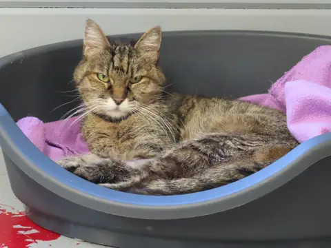 Mamichat