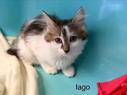 IAGO