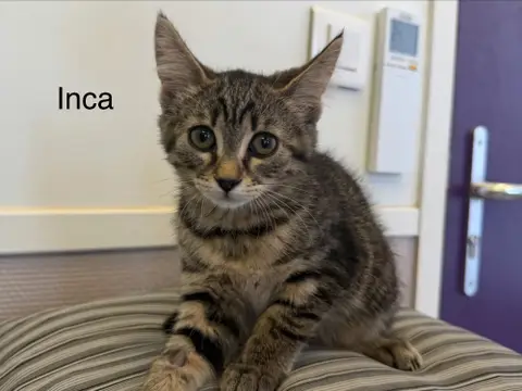 INCA