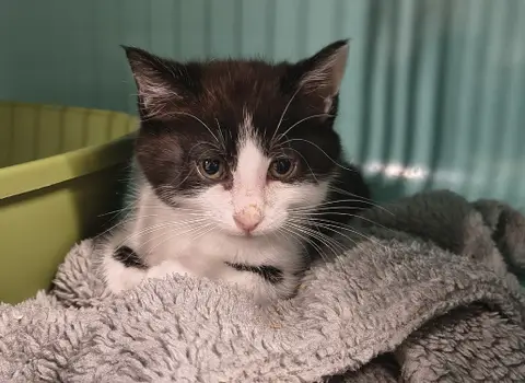 Biscuit "en cours d'adoption"