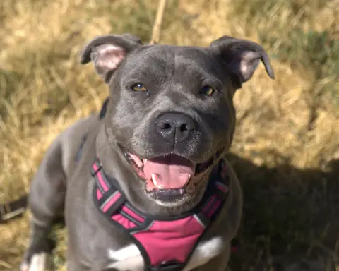 KIRA