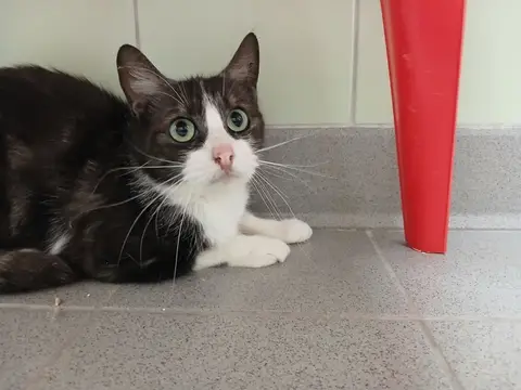Kitty