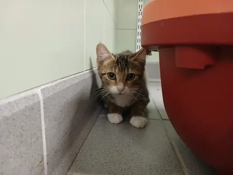 RAFA
