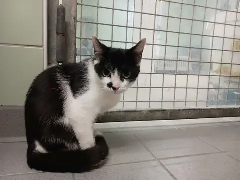 OREO