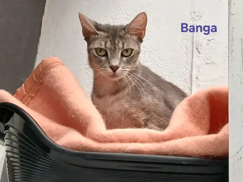 BANGA