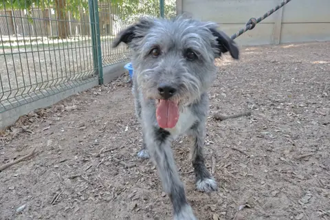 Boby (en cours d'adoption)