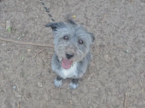 Boby (en cours d'adoption) photo 2