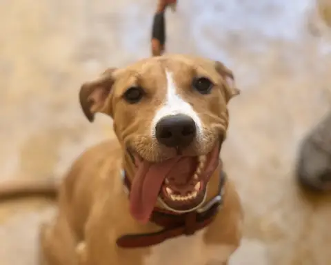 STELLA