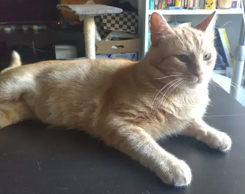 GARFIELD photo 2
