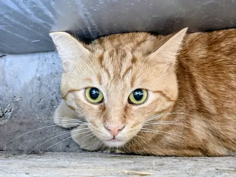 GARFIELD