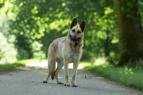 Xena (Reservée) photo 2