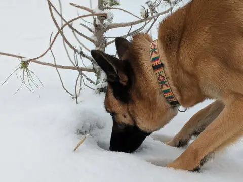 WOLF HAA24772 photo 7