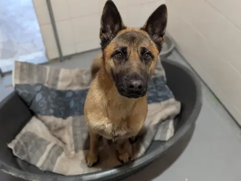 WOLF HAA24772 photo 10